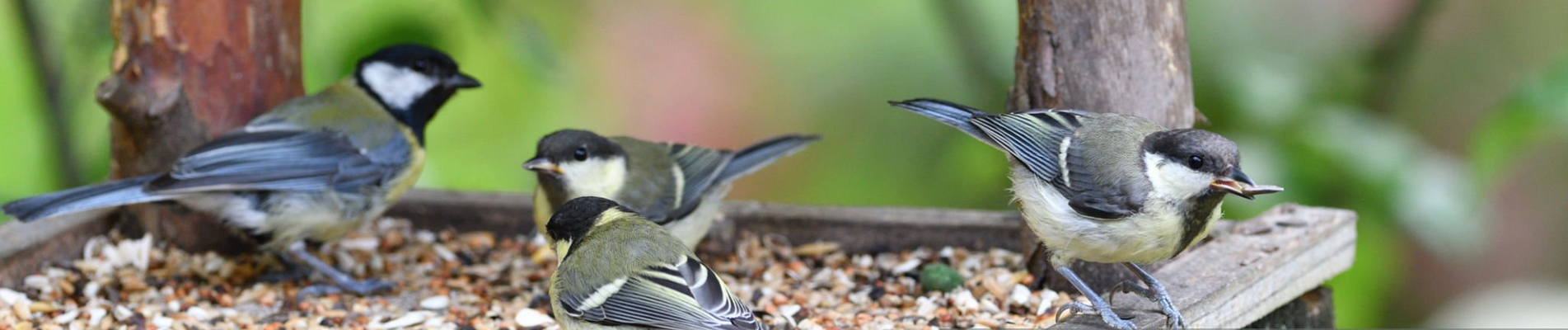 Buitenvogels